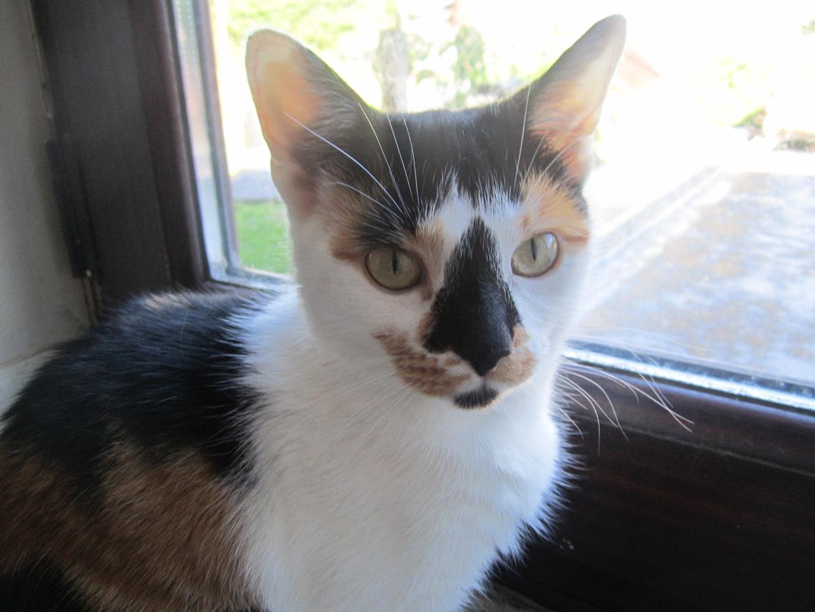 Huskat Gwendolyn billede 12