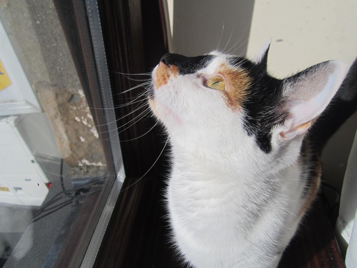 Huskat Gwendolyn billede 7