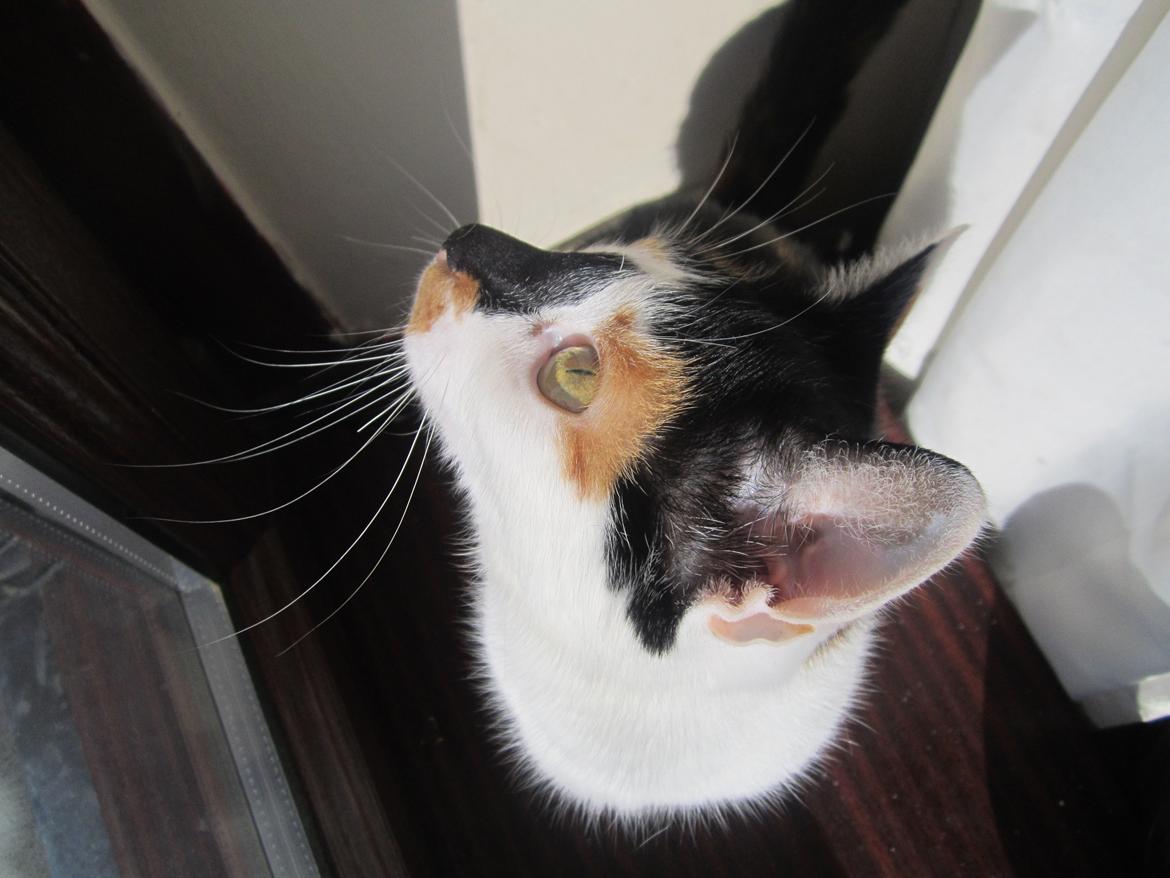 Huskat Gwendolyn billede 13