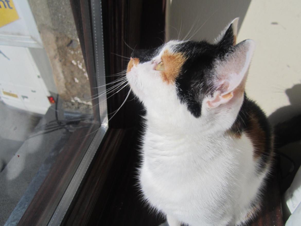 Huskat Gwendolyn billede 15