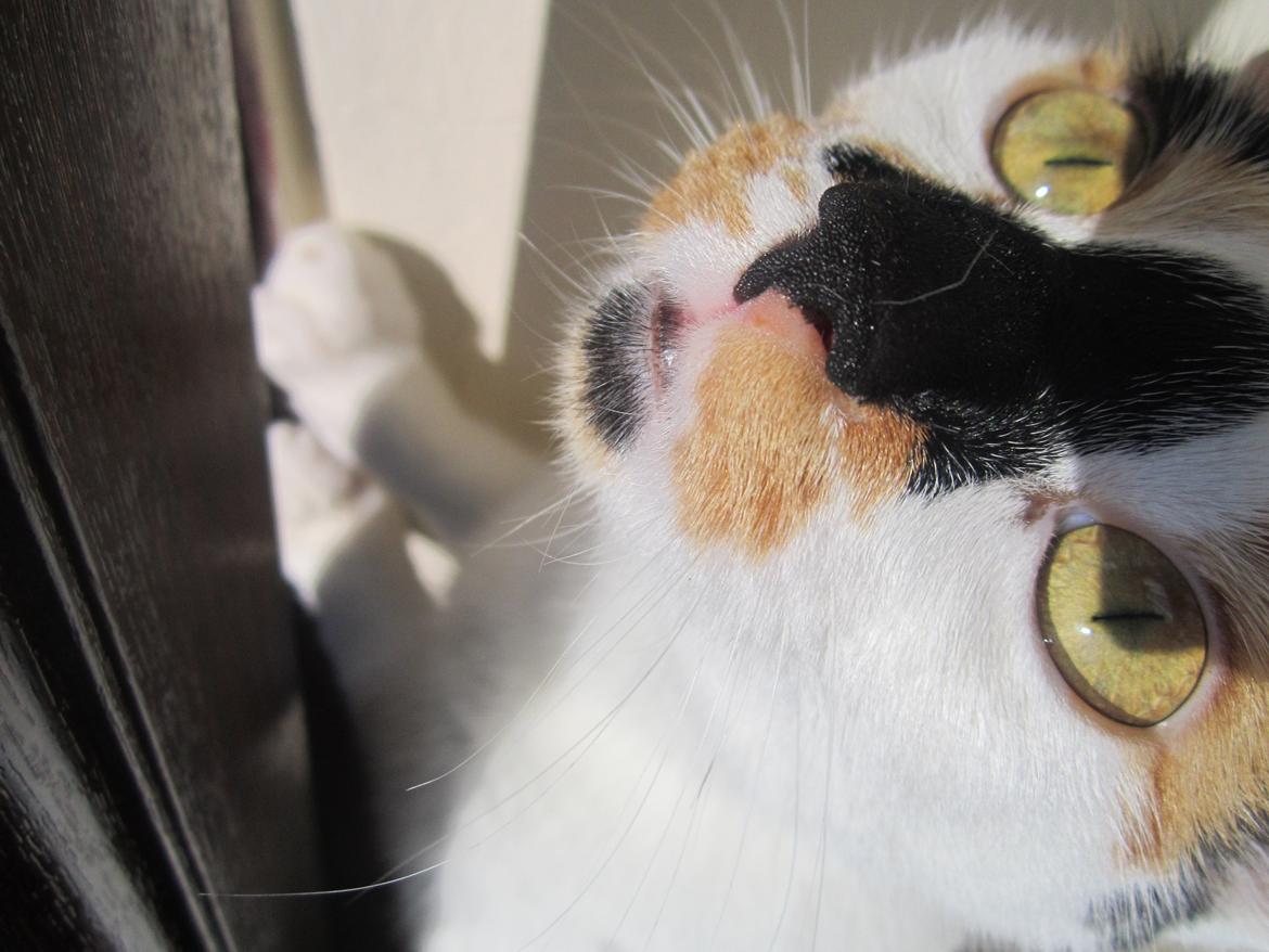 Huskat Gwendolyn billede 2