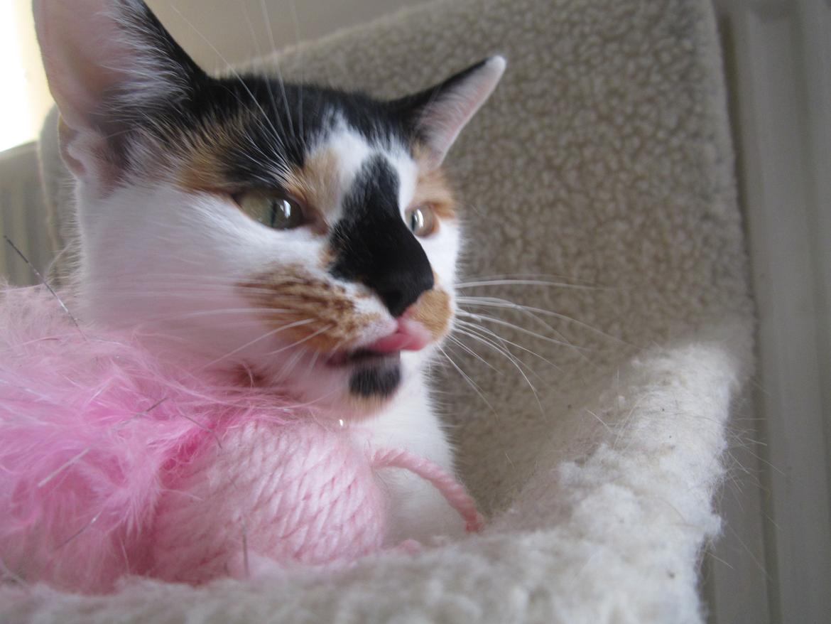 Huskat Gwendolyn billede 3