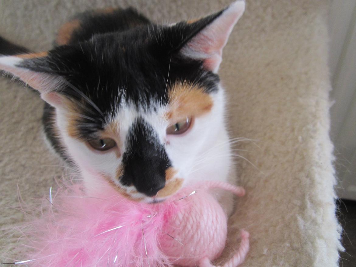 Huskat Gwendolyn billede 16