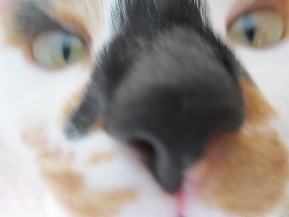 Huskat Gwendolyn billede 8