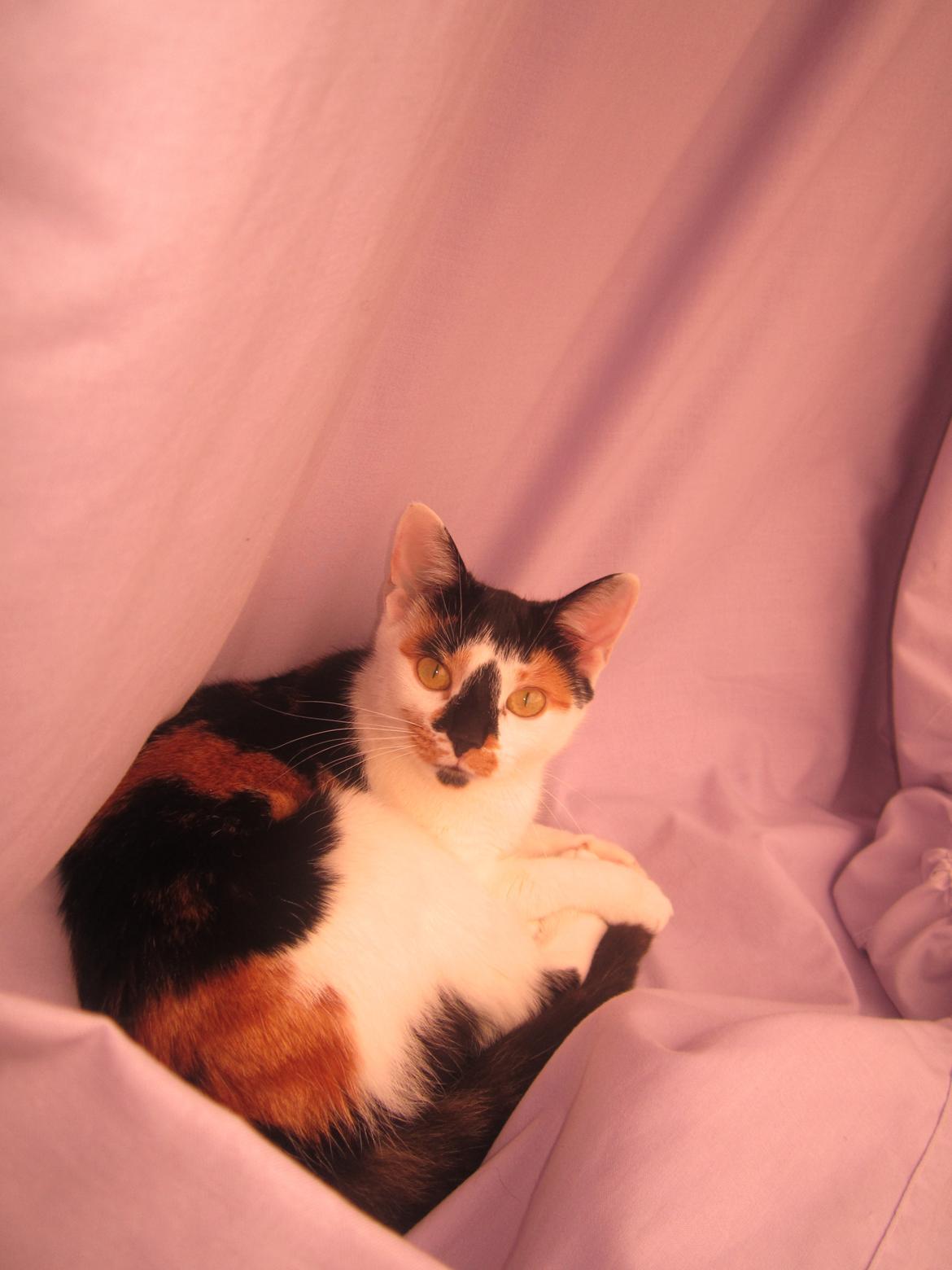 Huskat Gwendolyn billede 17