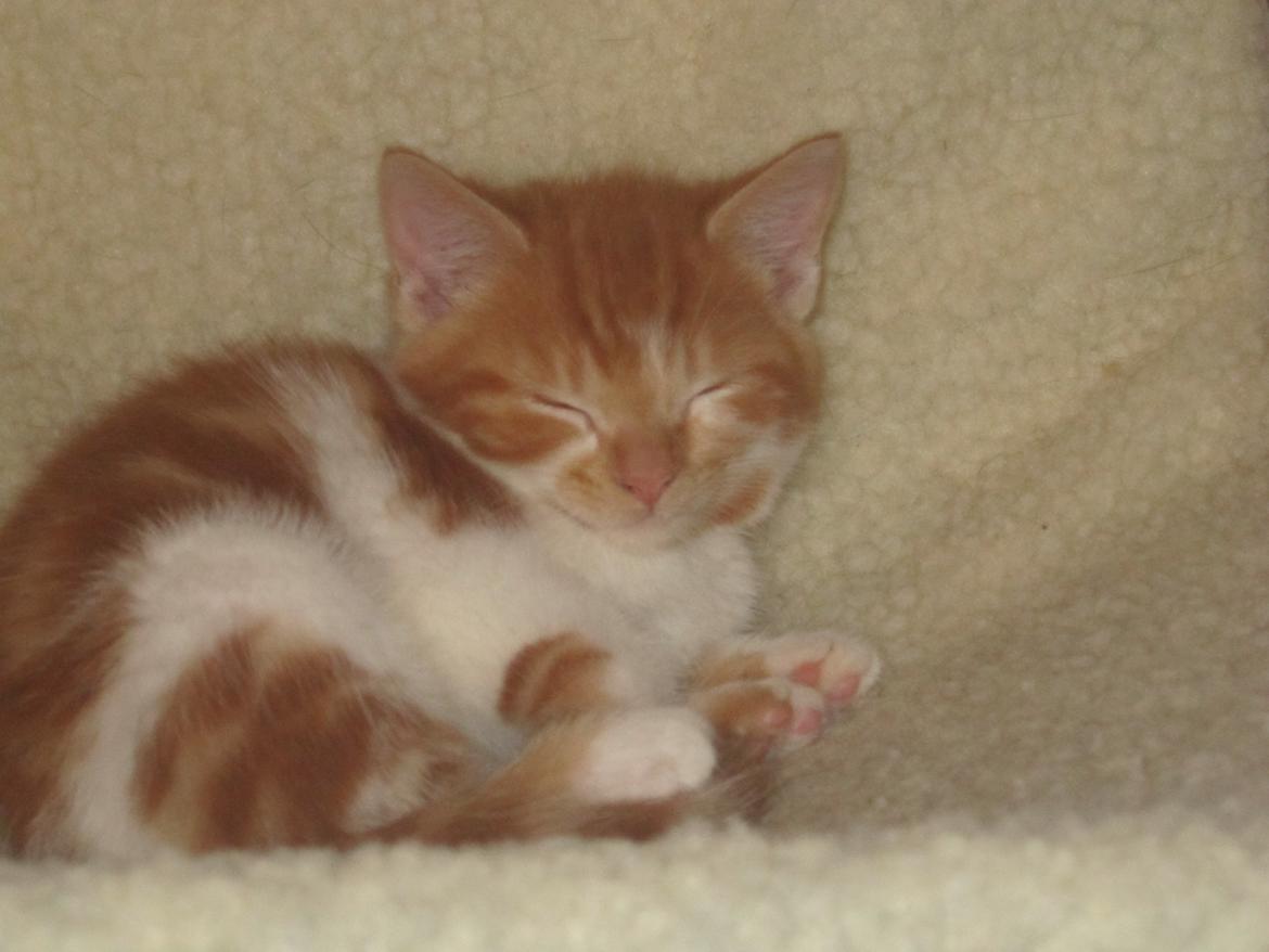 Huskat Dude billede 10