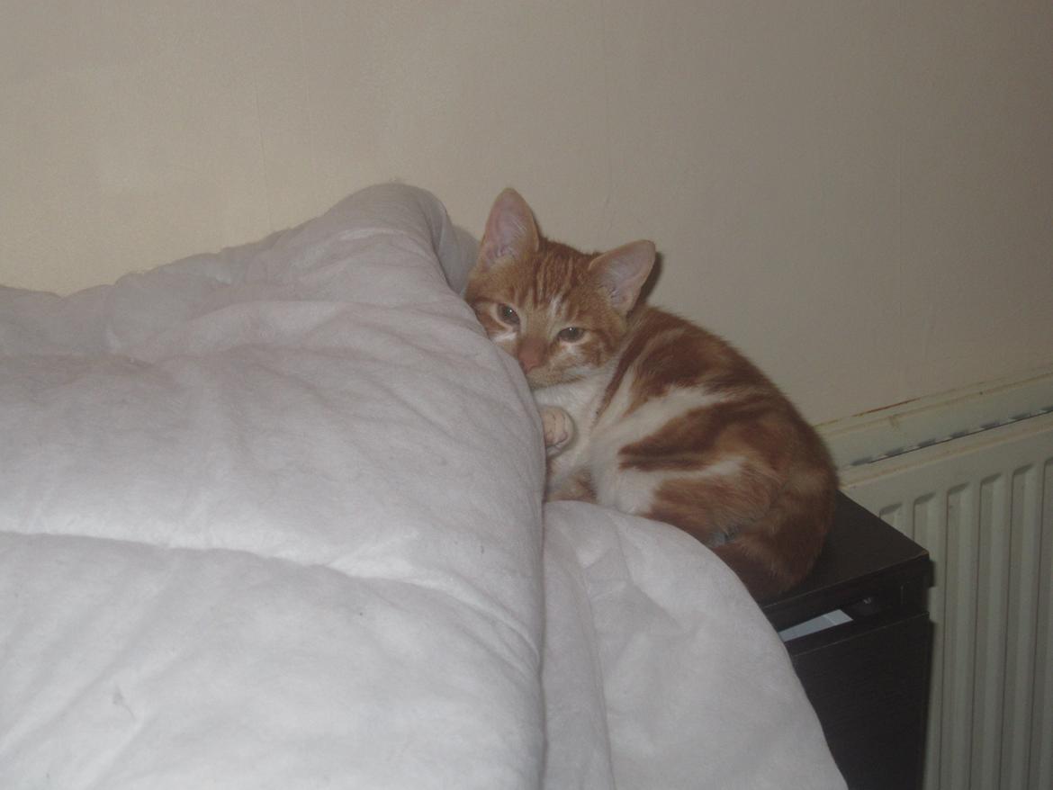 Huskat Dude billede 8