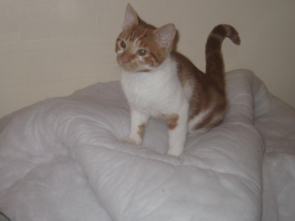 Huskat Dude billede 9