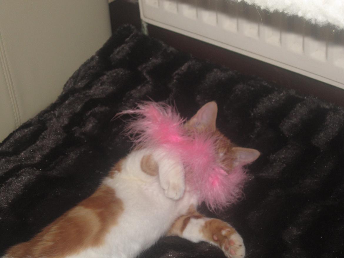 Huskat Dude billede 5