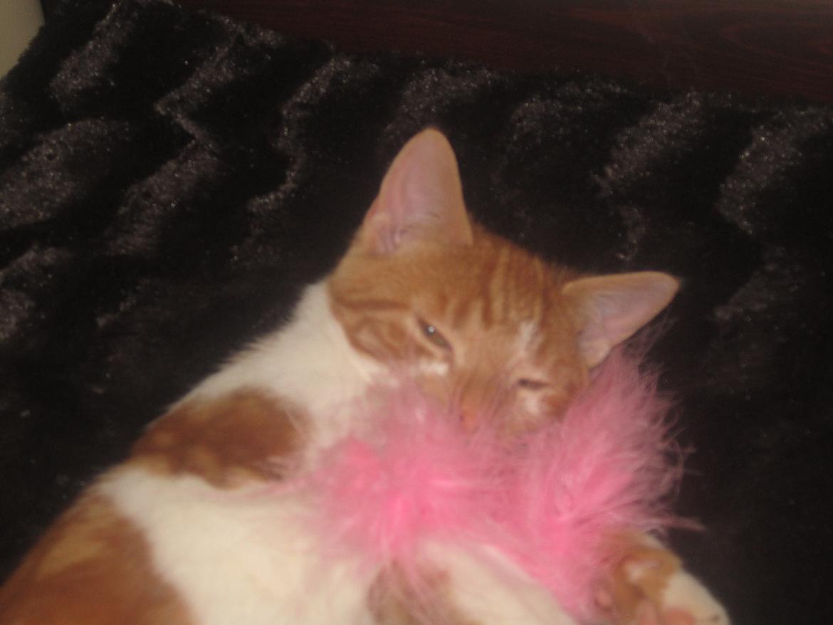 Huskat Dude billede 6