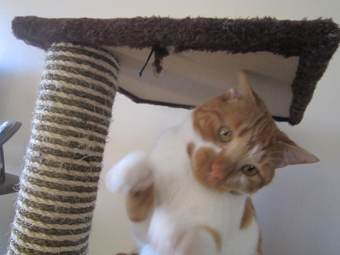 Huskat Dude billede 4