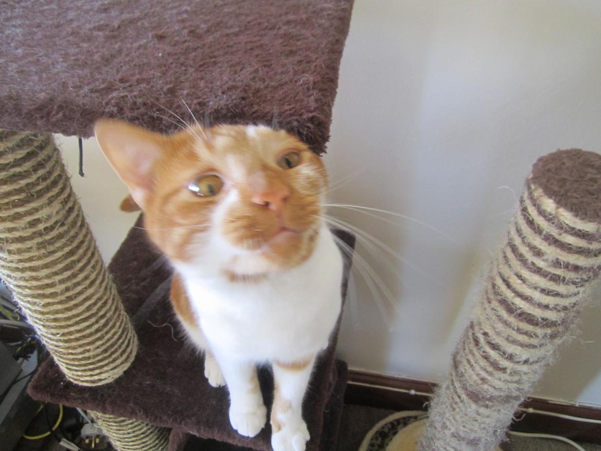 Huskat Dude billede 3