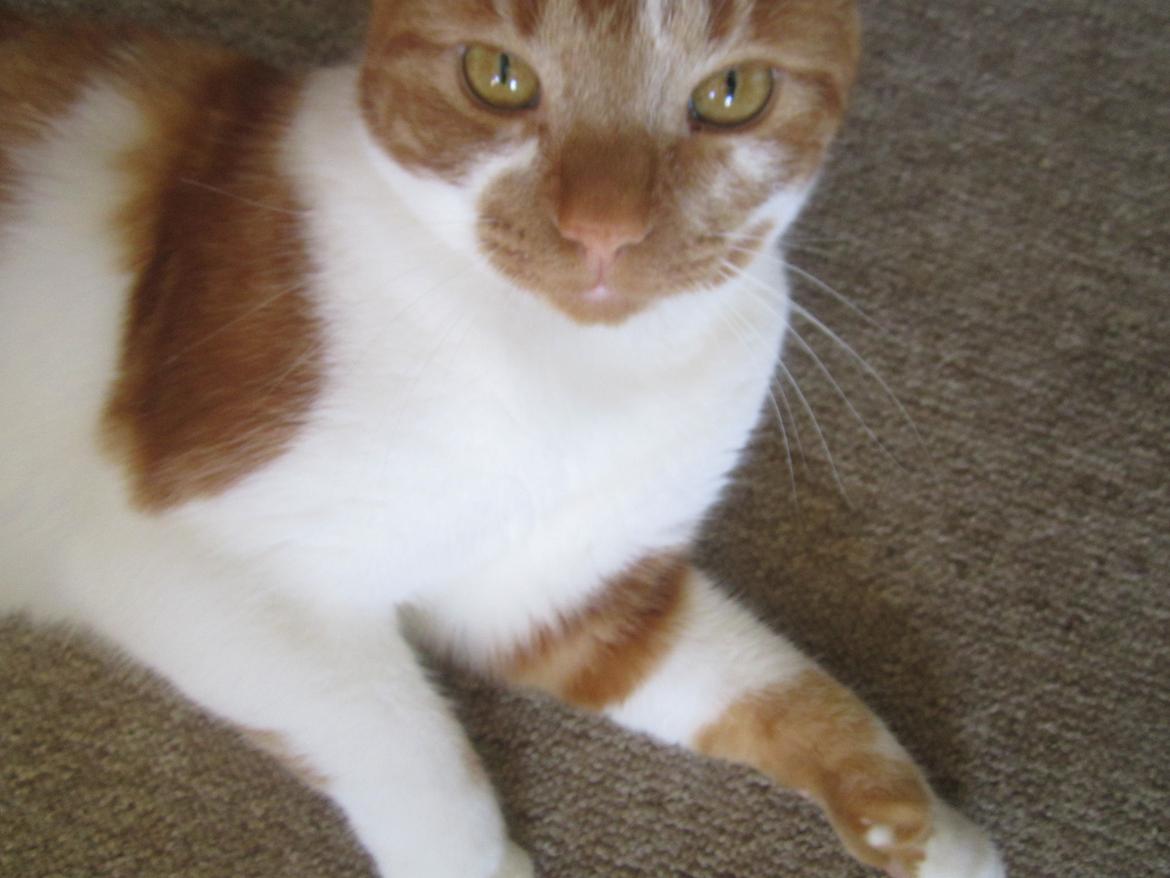 Huskat Dude billede 7