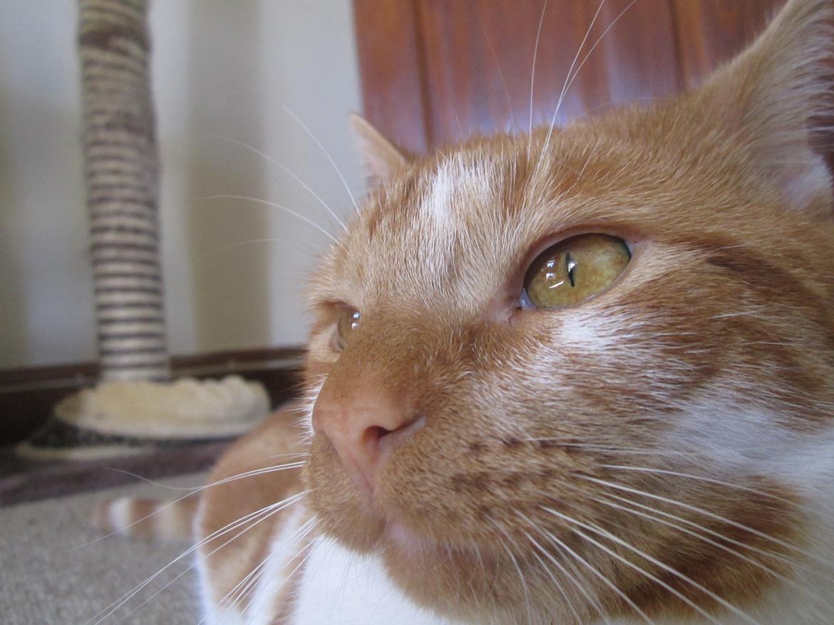 Huskat Dude billede 2