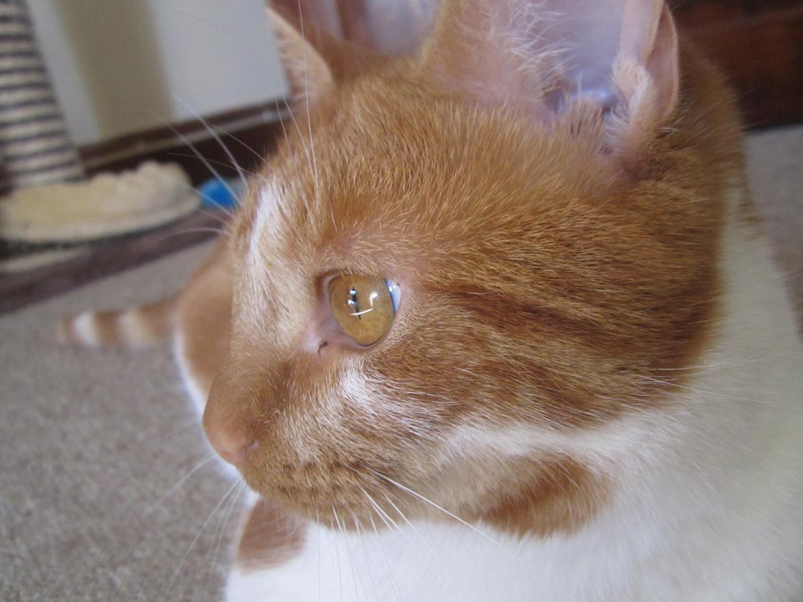 Huskat Dude billede 1