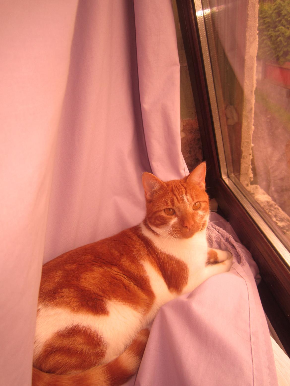 Huskat Dude billede 11