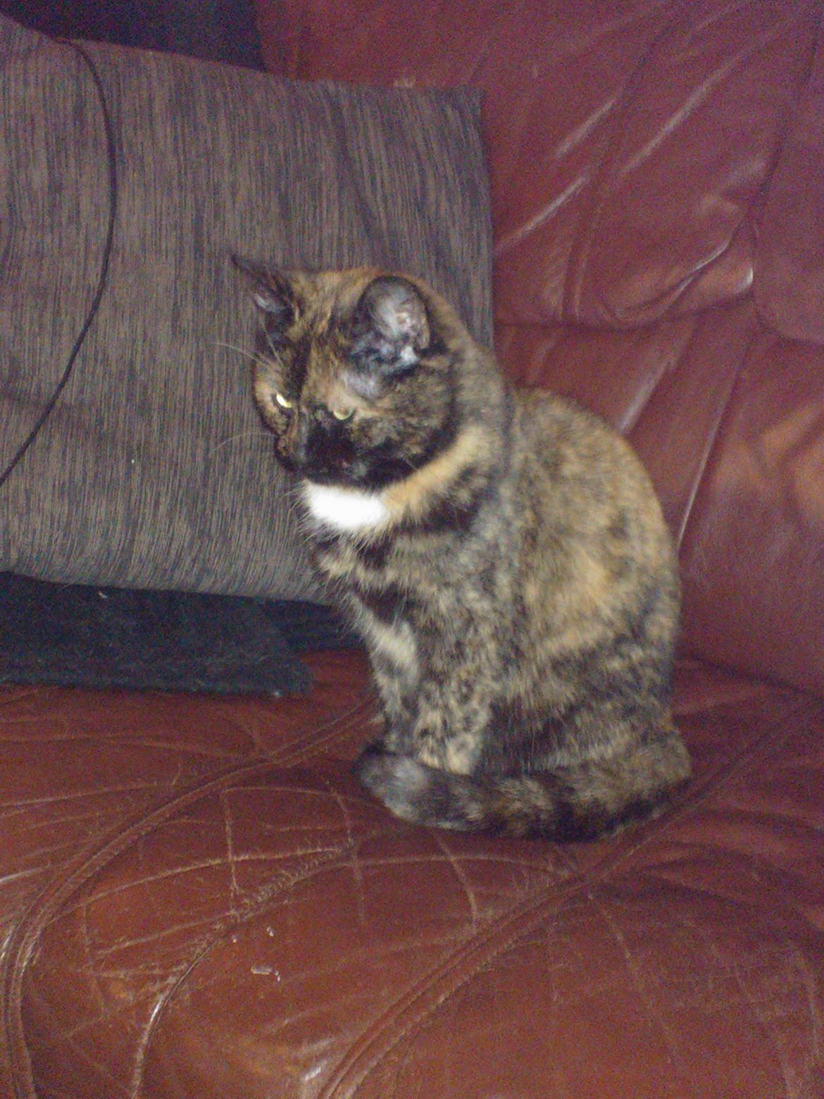 Huskat Rosa billede 19