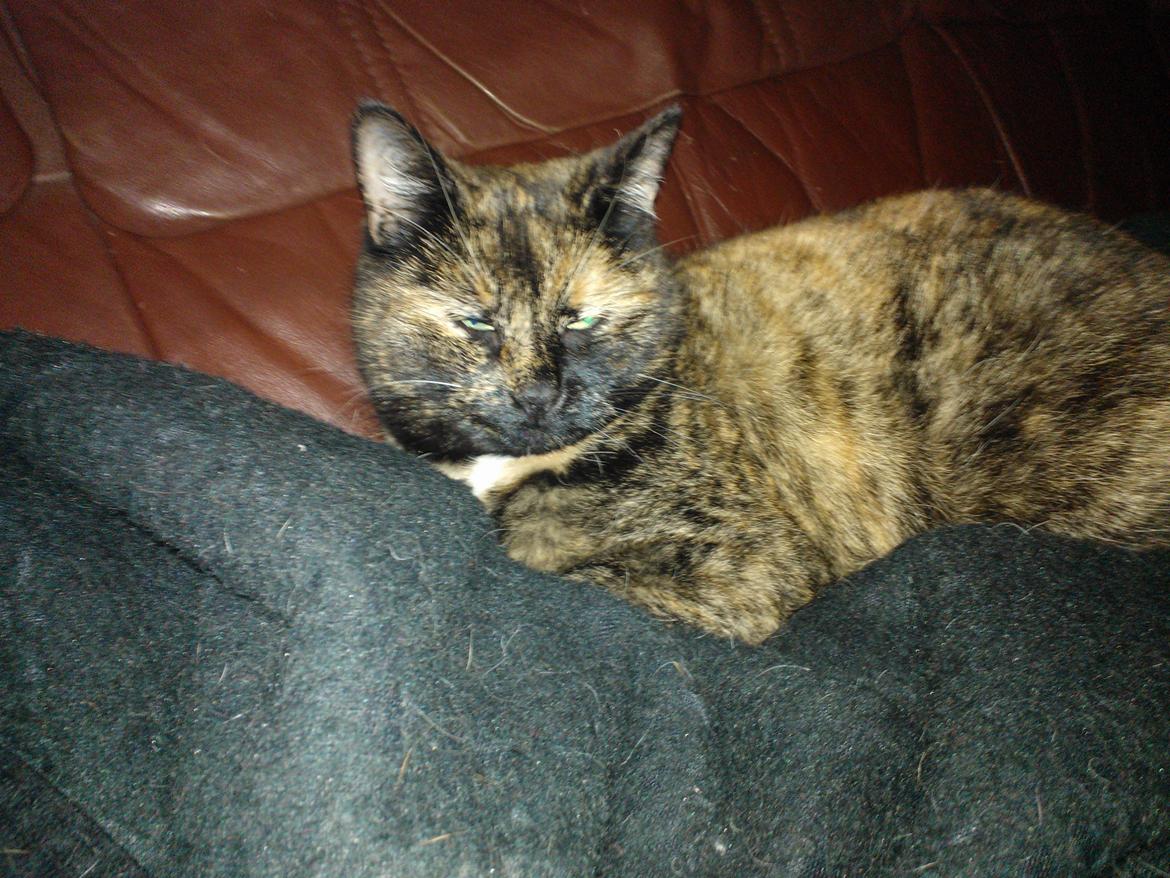 Huskat Rosa billede 20