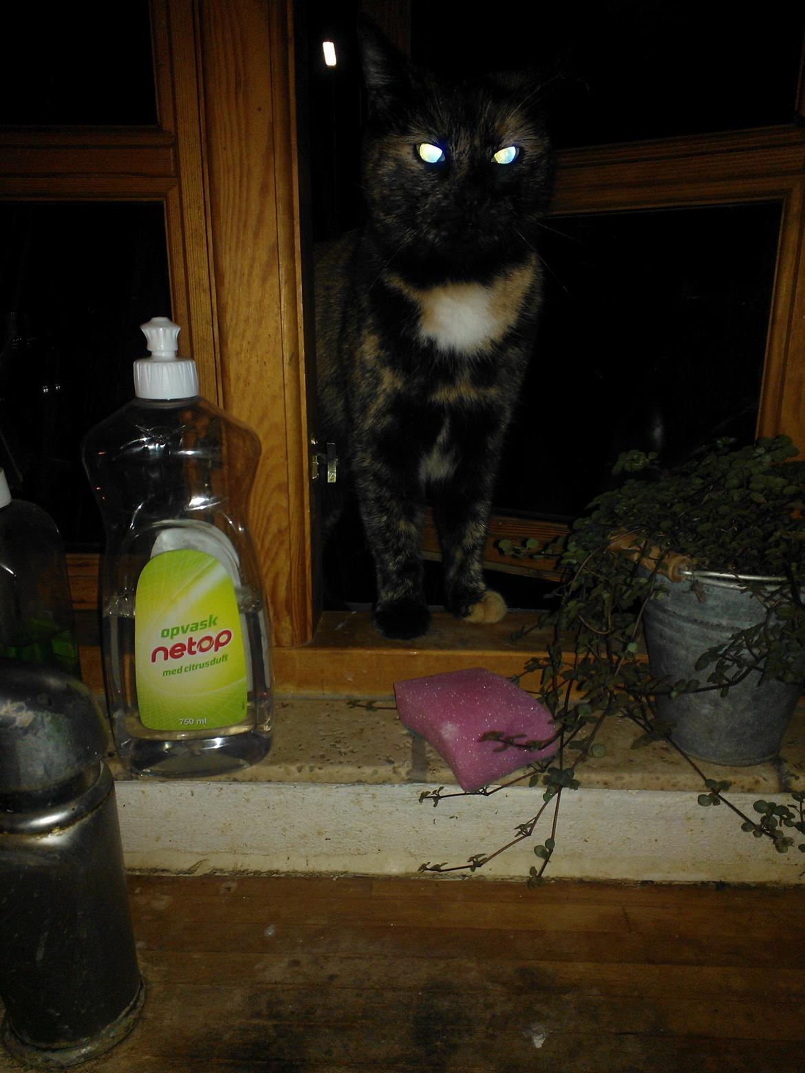 Huskat Rosa - gyser katten billede 21