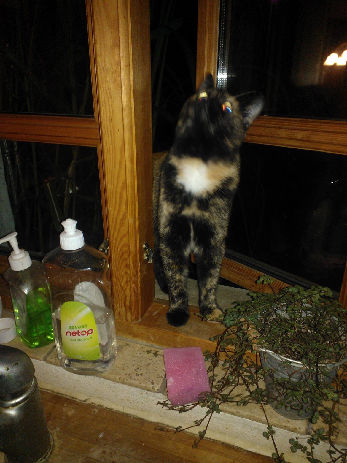 Huskat Rosa billede 22