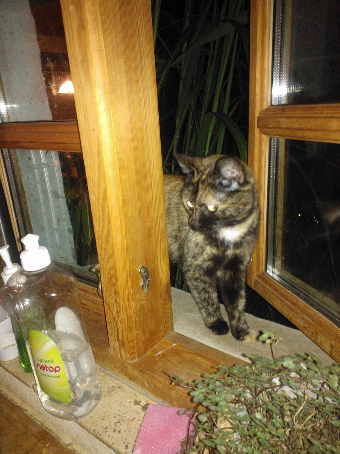 Huskat Rosa billede 23