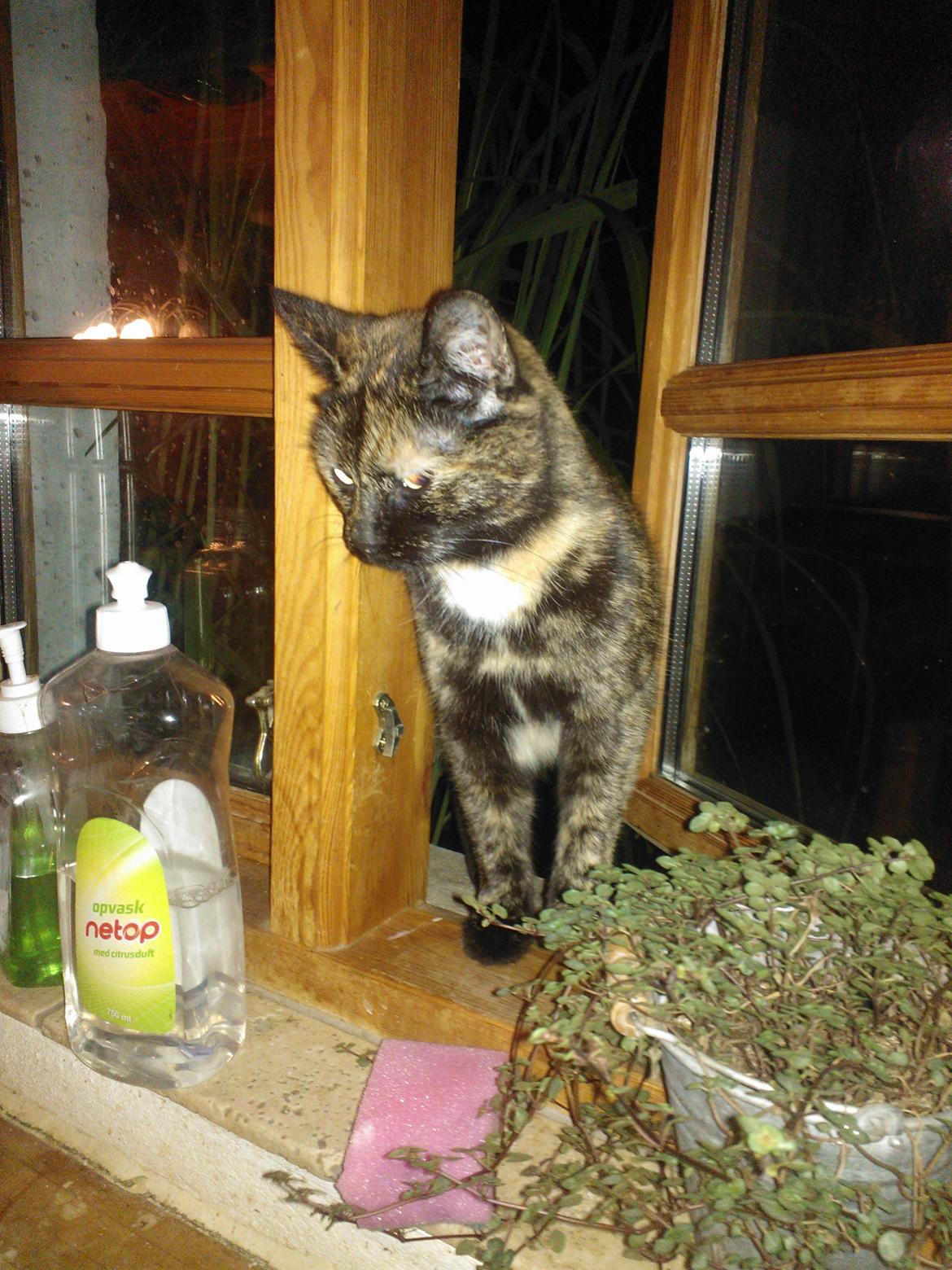 Huskat Rosa billede 24