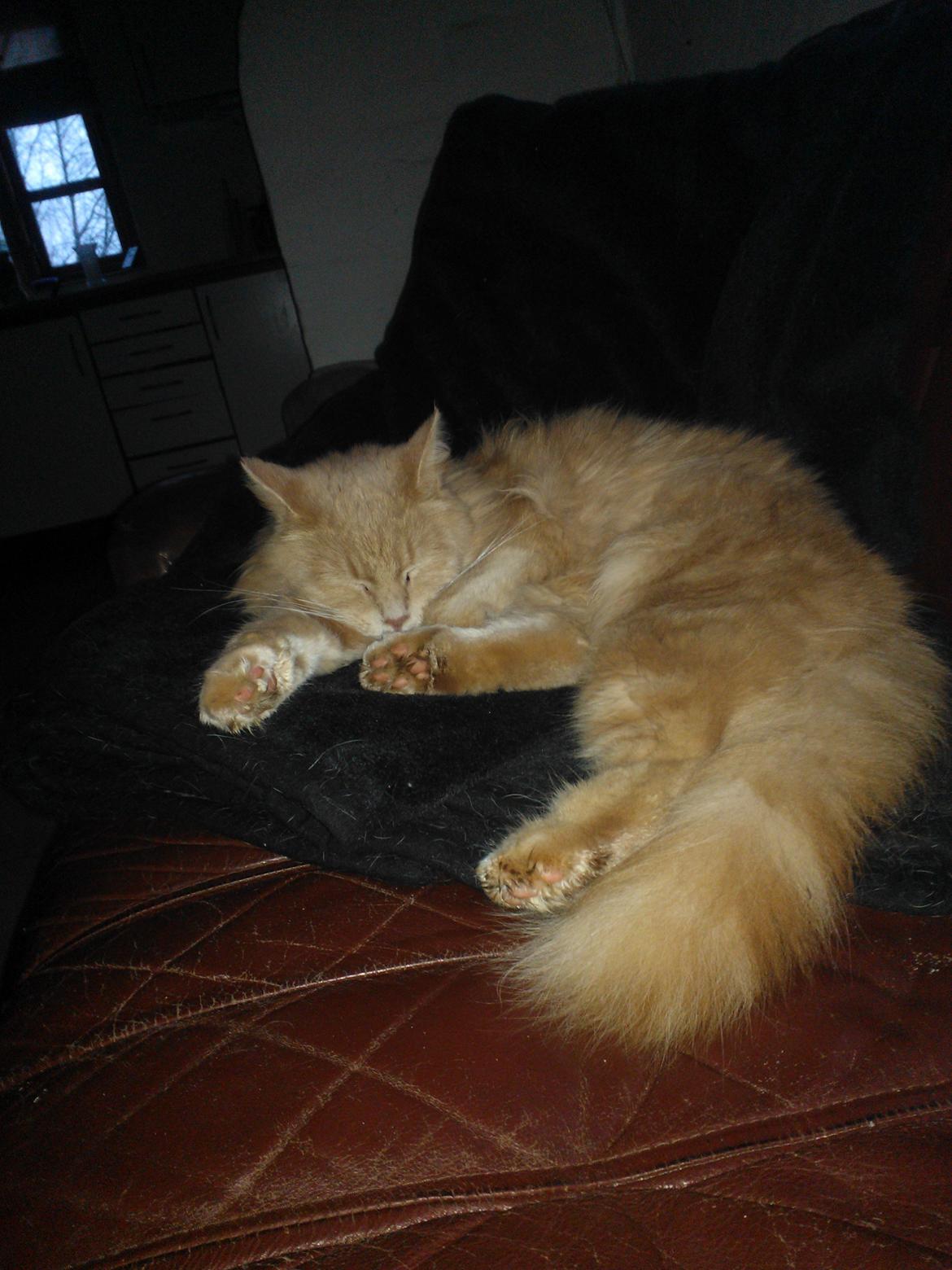 Blanding af racer Simba billede 17