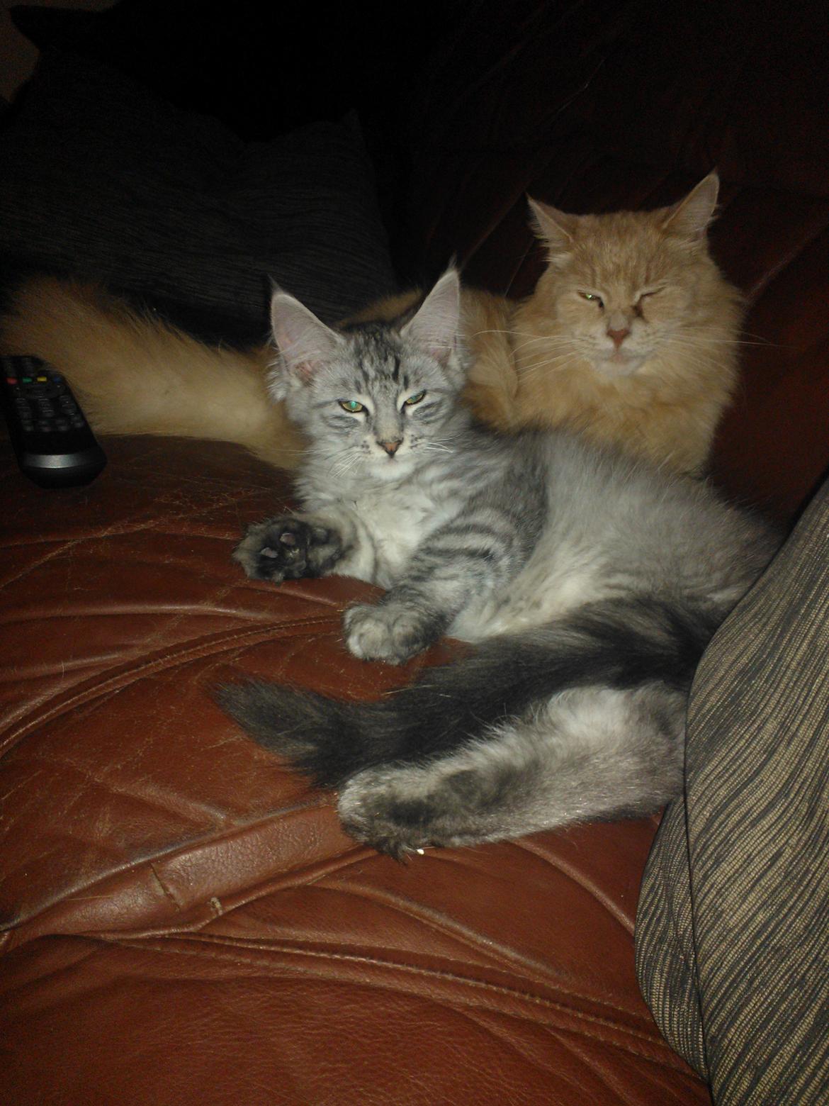 Blanding af racer Simba - putter lige med Silver billede 19