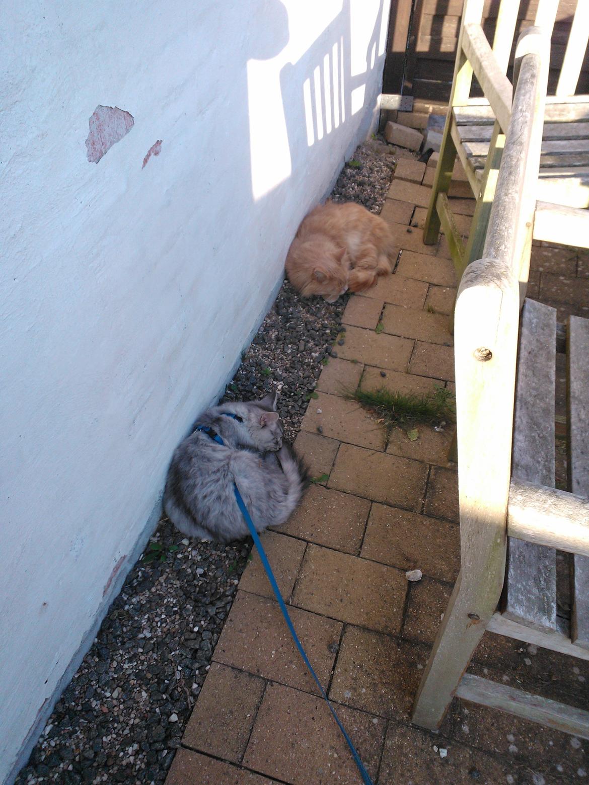 Blanding af racer Simba - Så sover vi lige i skyggen for det vi gode til billede 20