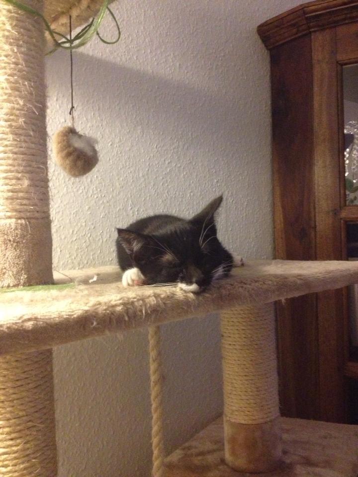 Huskat Bodil - Det er om at skynde sig at låne storebrors kradsetræ mens han ikke kigger :D billede 3