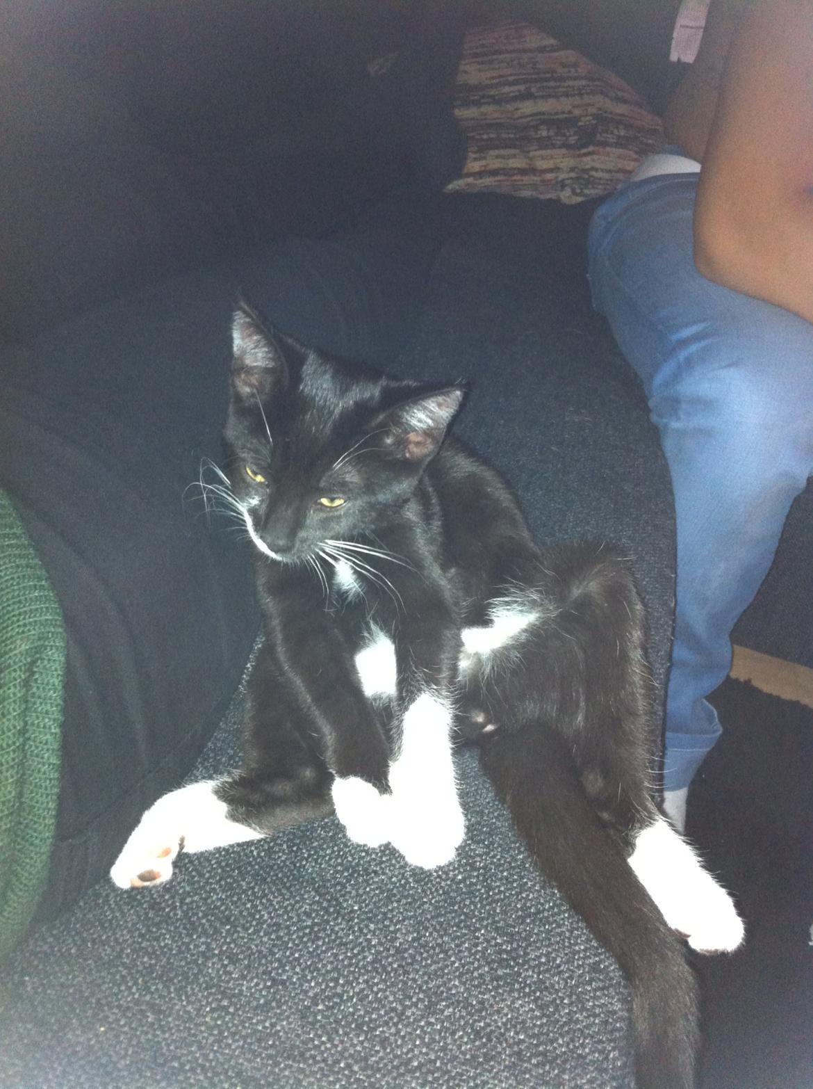 Huskat Bodil - Neeej mor, jeg sover da ikke, jeg driller bare :-D billede 1