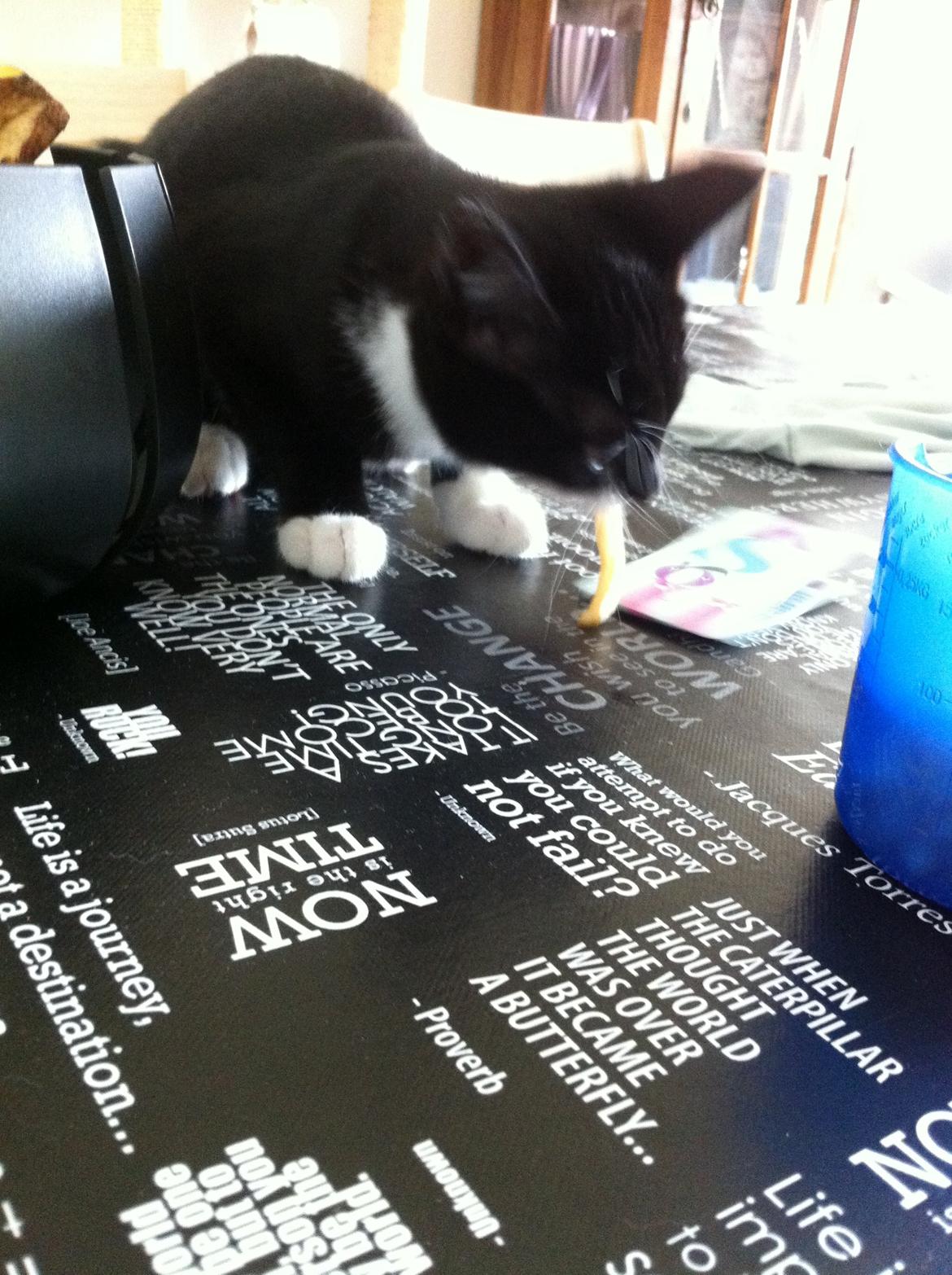 Huskat Bodil - Ups! :D billede 5