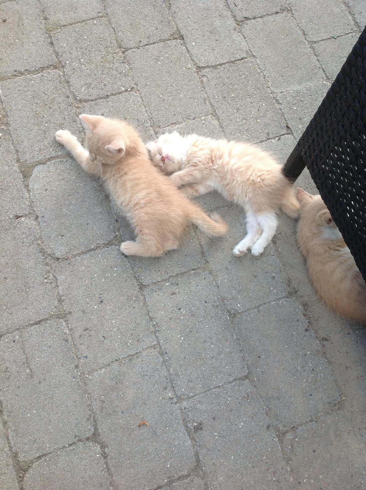 Huskat Mathilde<3 - Slapper af med søskende en varm sommerdag<3<3  billede 5