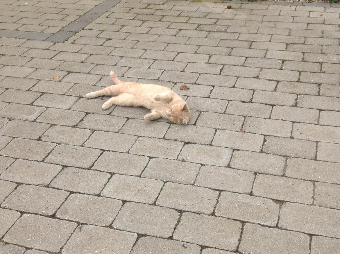 Huskat Mathilde<3 billede 6