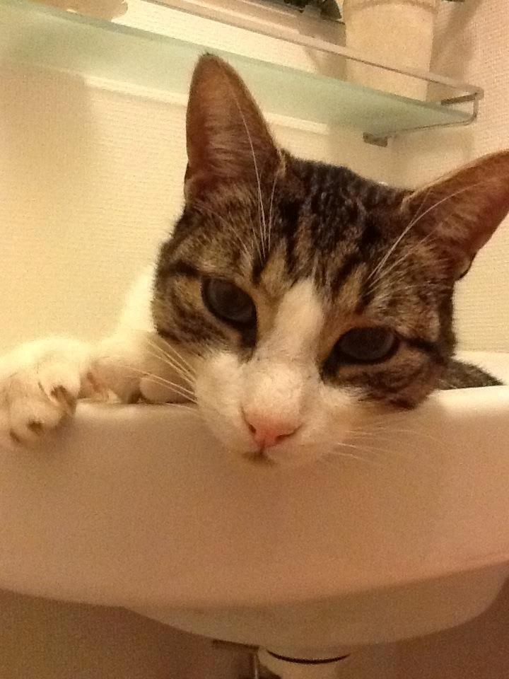 Blanding af racer Darling billede 6