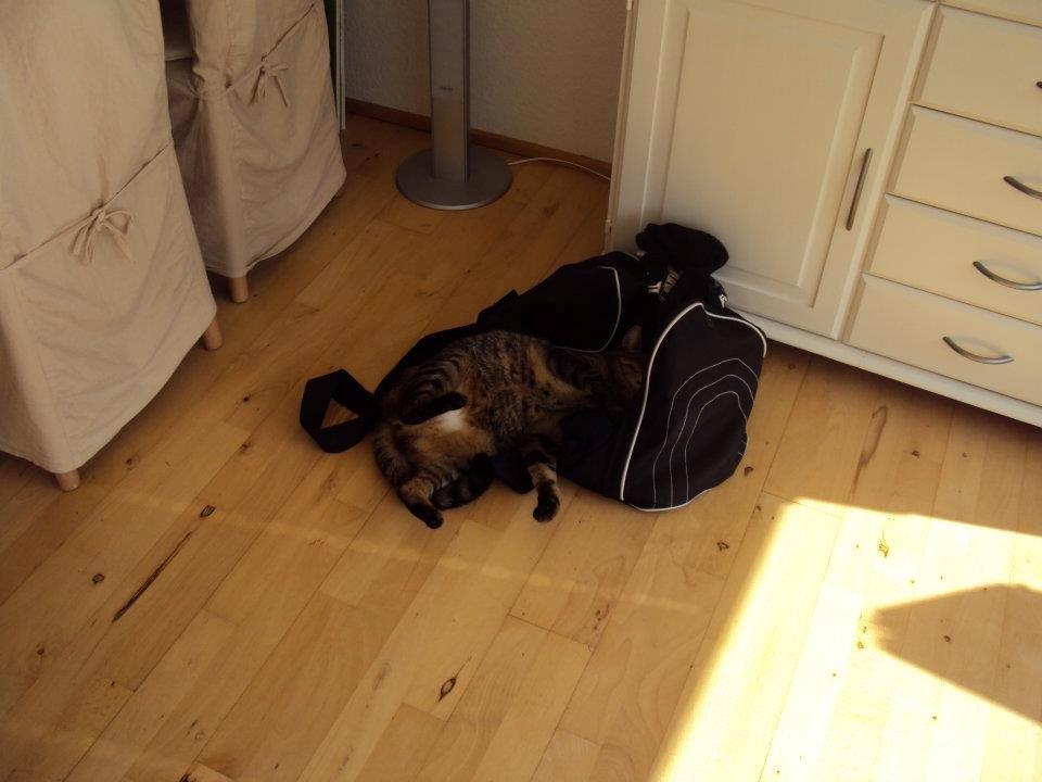 Blanding af racer Darling billede 11