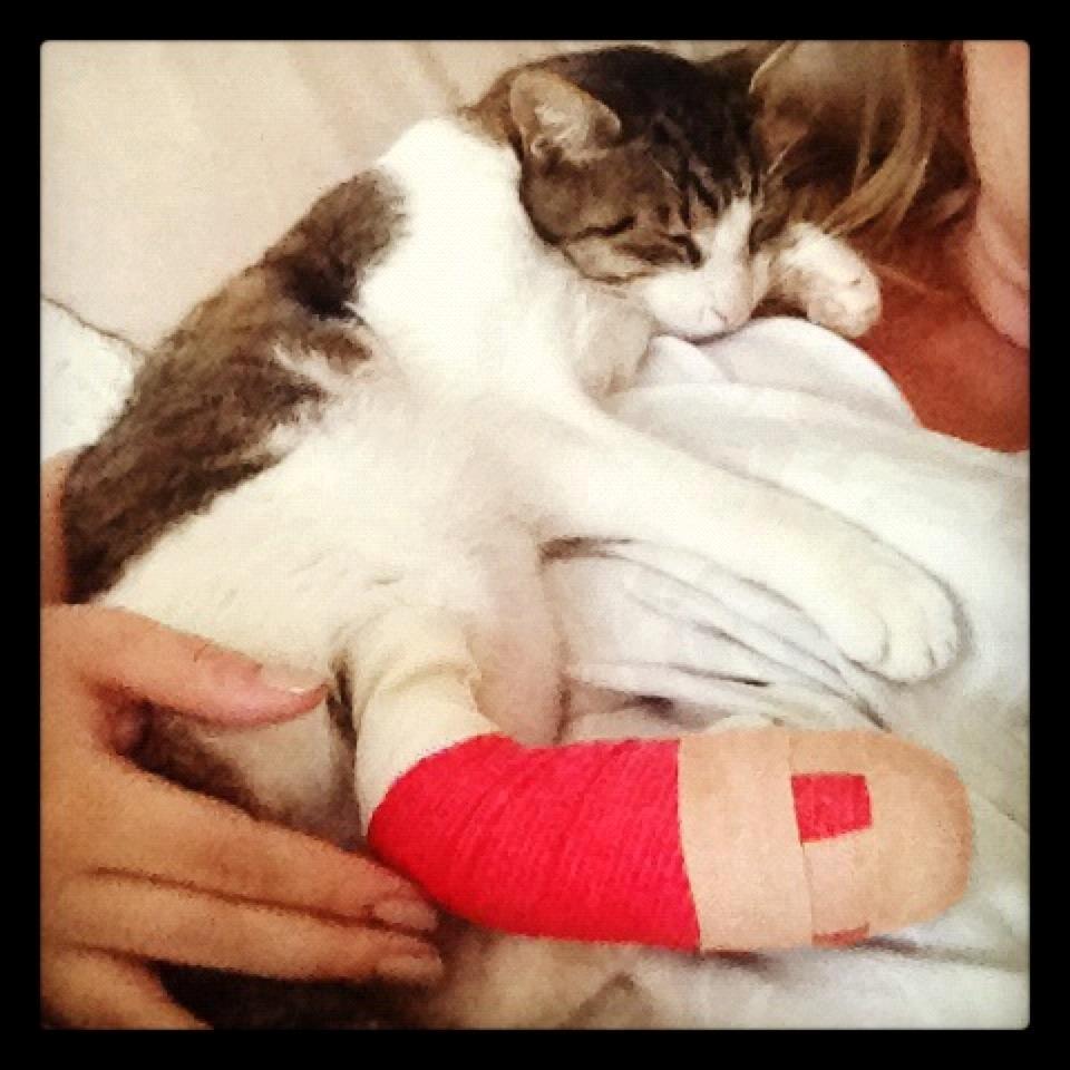 Blanding af racer Darling billede 12