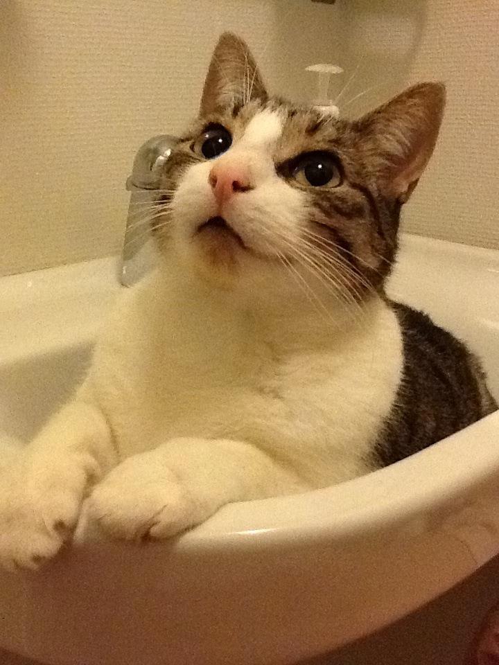 Blanding af racer Darling billede 14