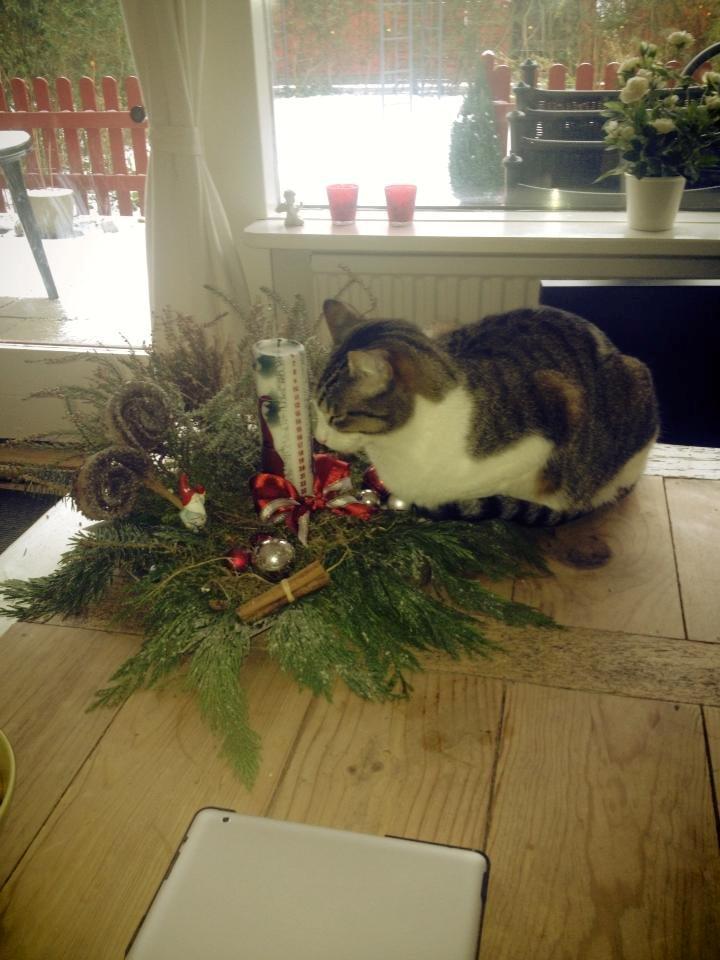 Blanding af racer Darling billede 15