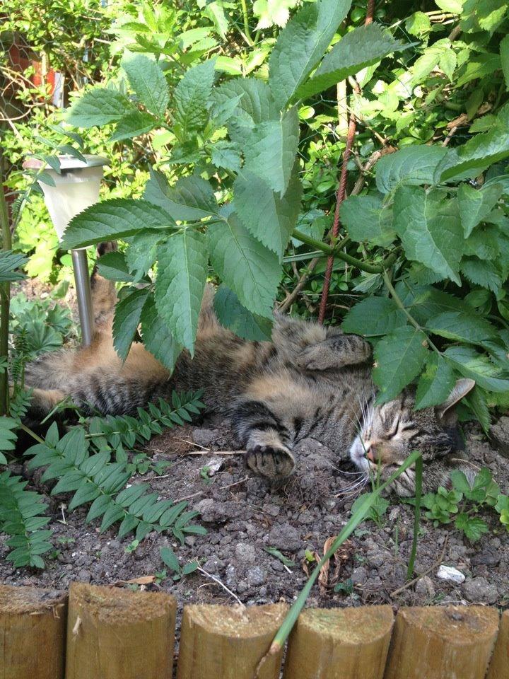 Blanding af racer Darling billede 17