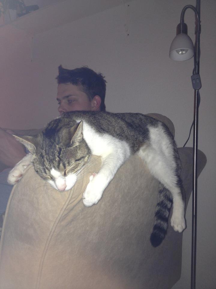 Blanding af racer Darling billede 18