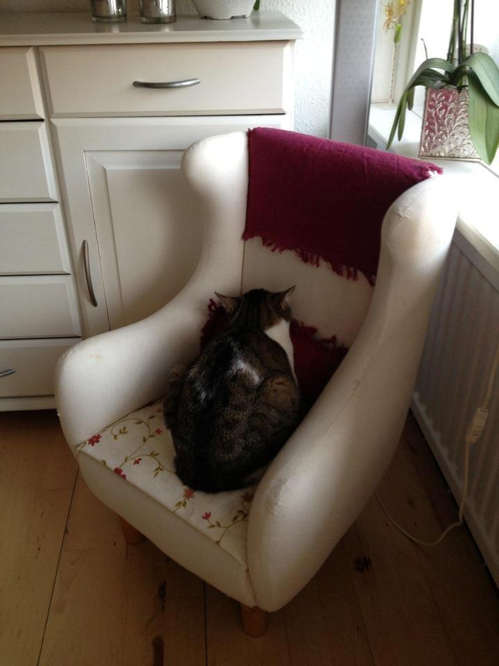 Blanding af racer Darling billede 19