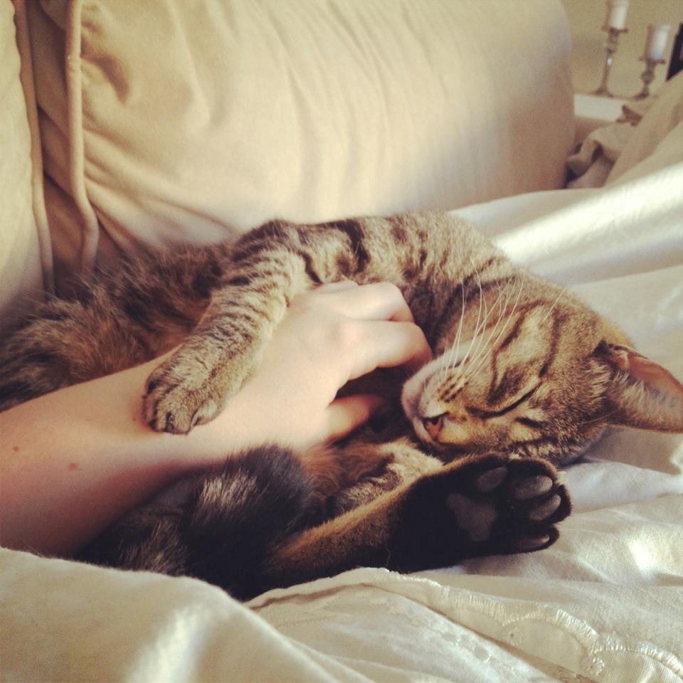 Blanding af racer Darling billede 20