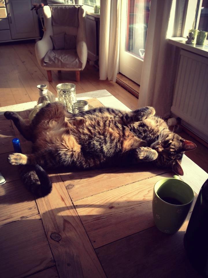 Blanding af racer Darling billede 21