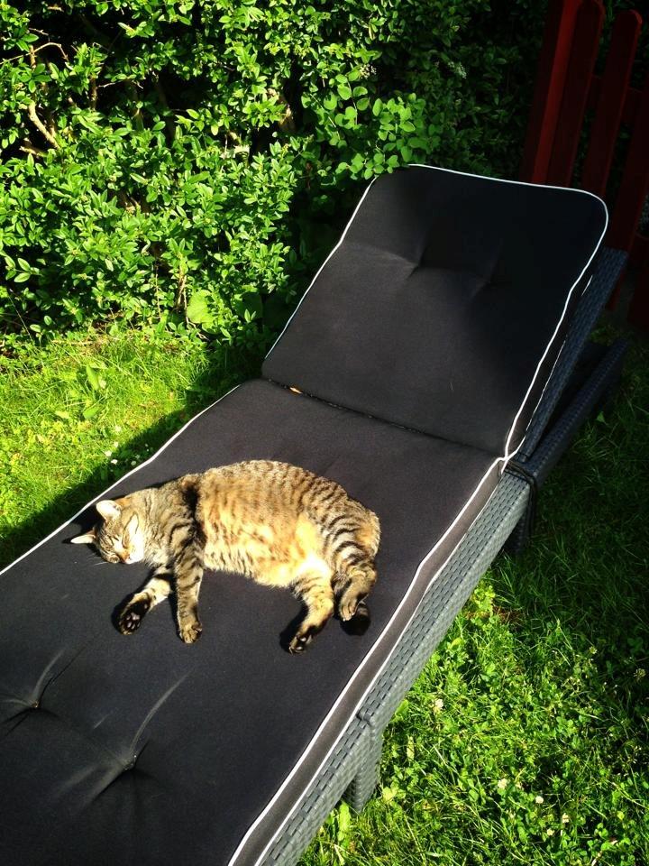 Blanding af racer Darling billede 24