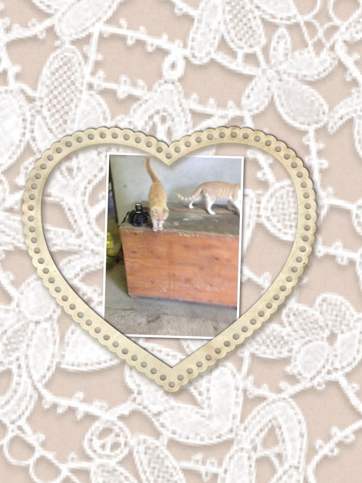 Huskat Mathilde<3 billede 7