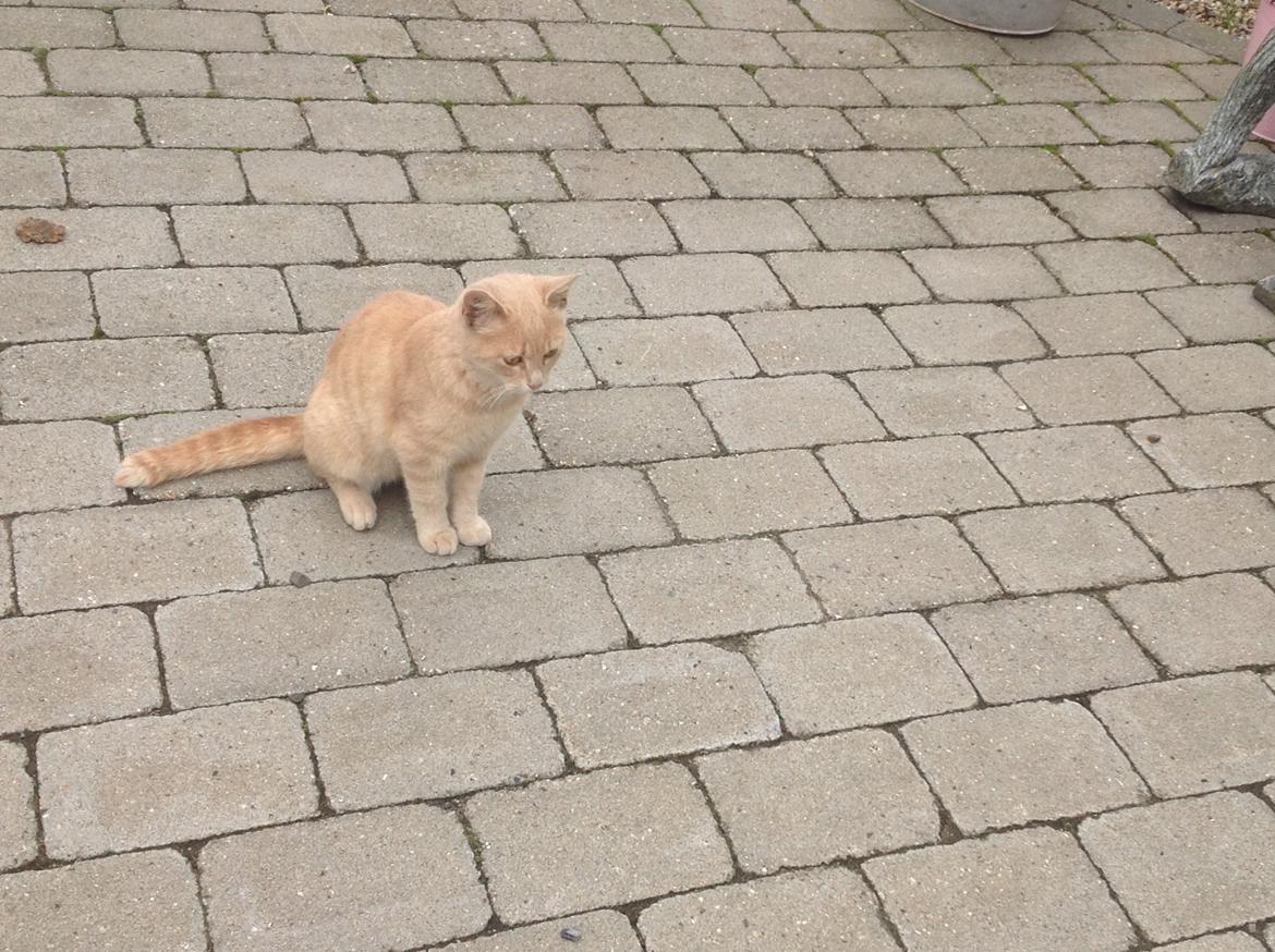 Huskat Mathilde<3 billede 8