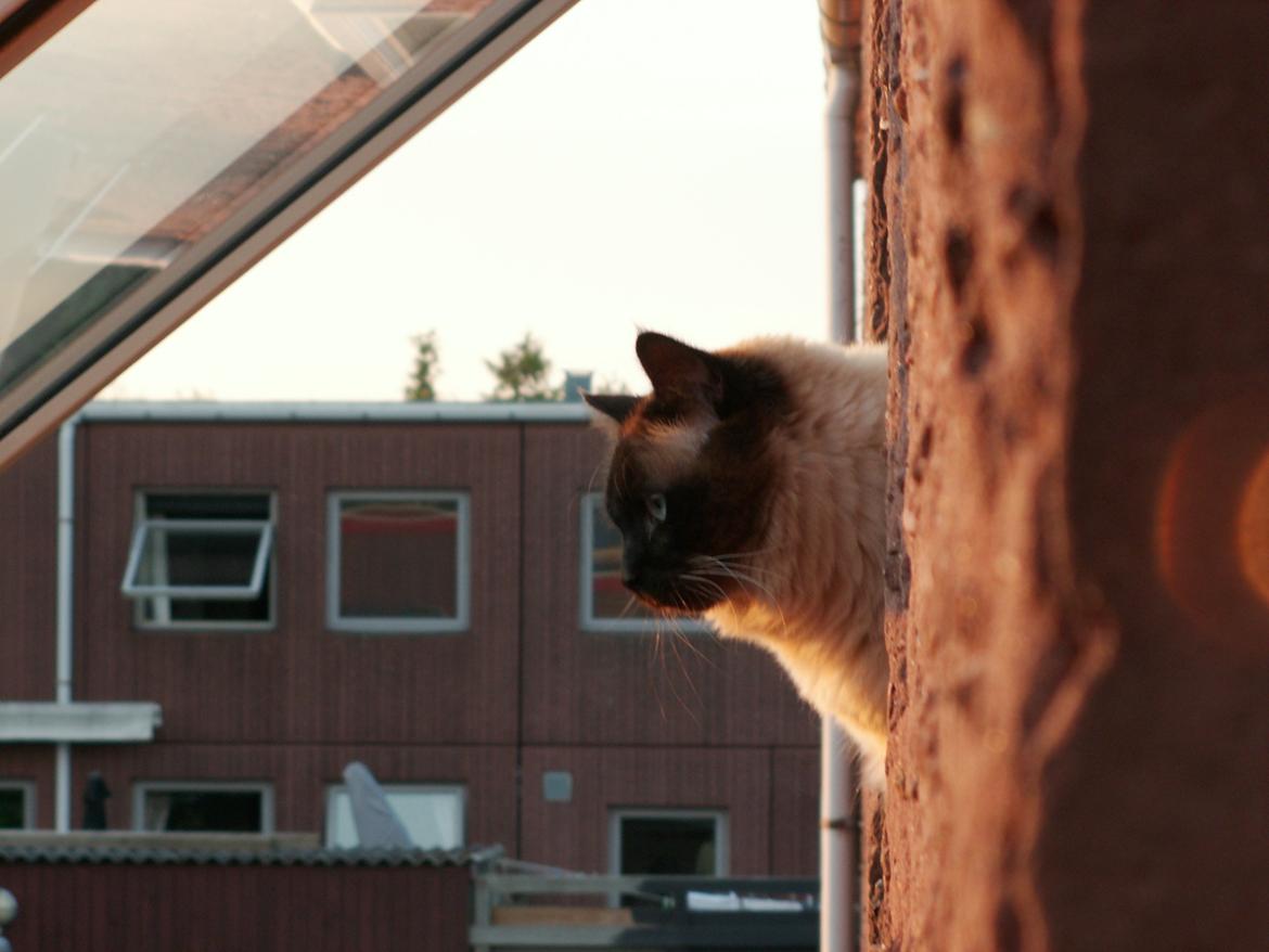 Hellig Birma Bailey - 21. maj 2012 billede 19