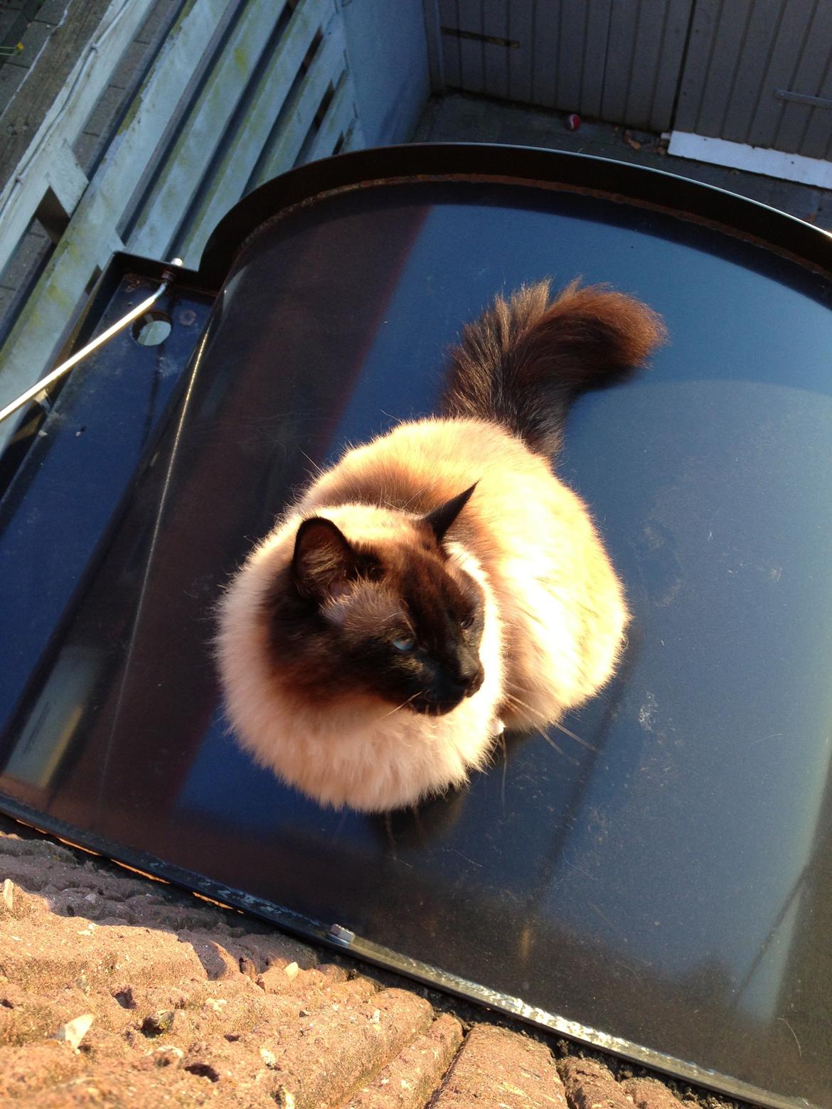 Hellig Birma Bailey - 18. maj 2013 billede 22