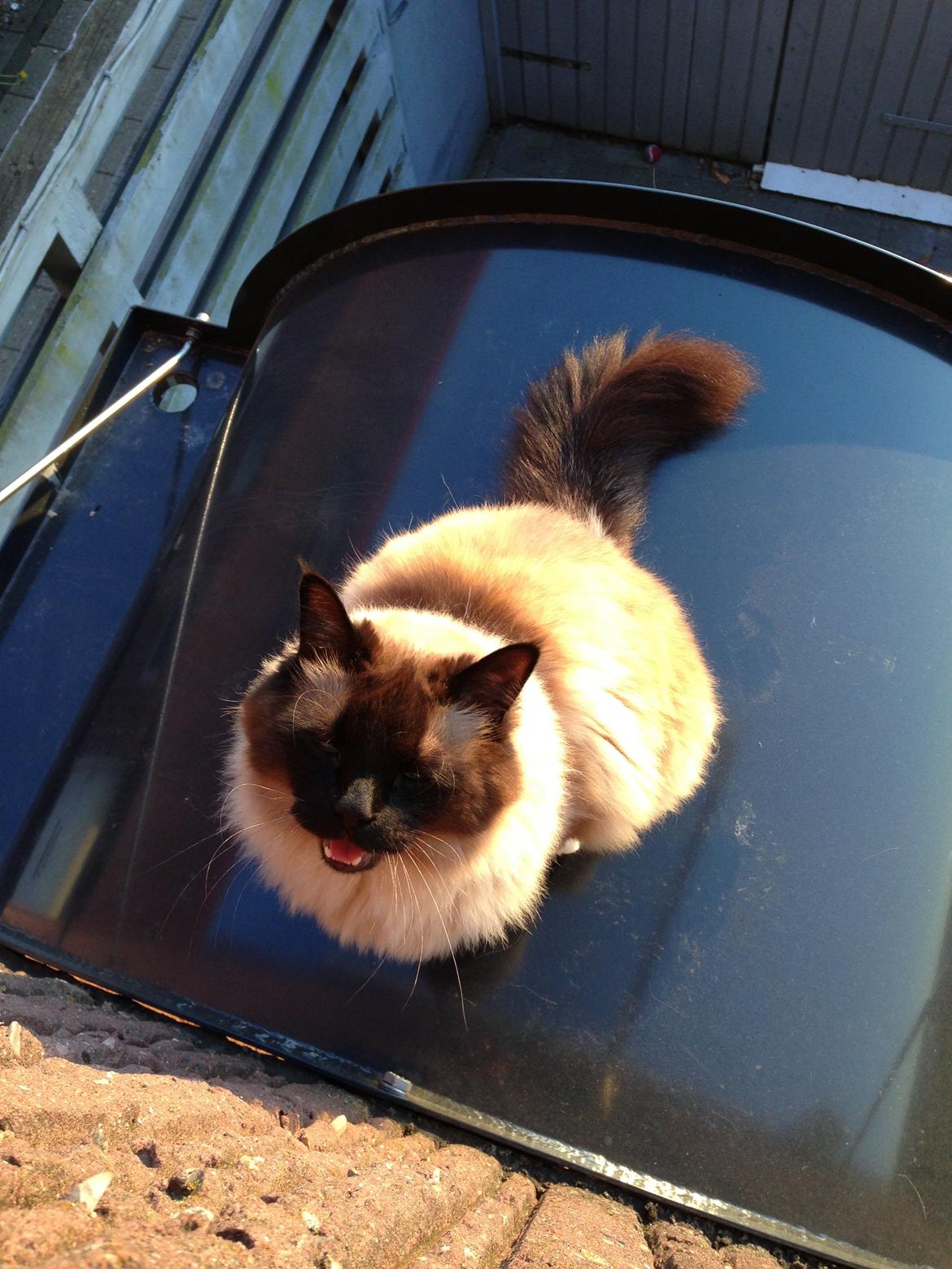 Hellig Birma Bailey billede 23